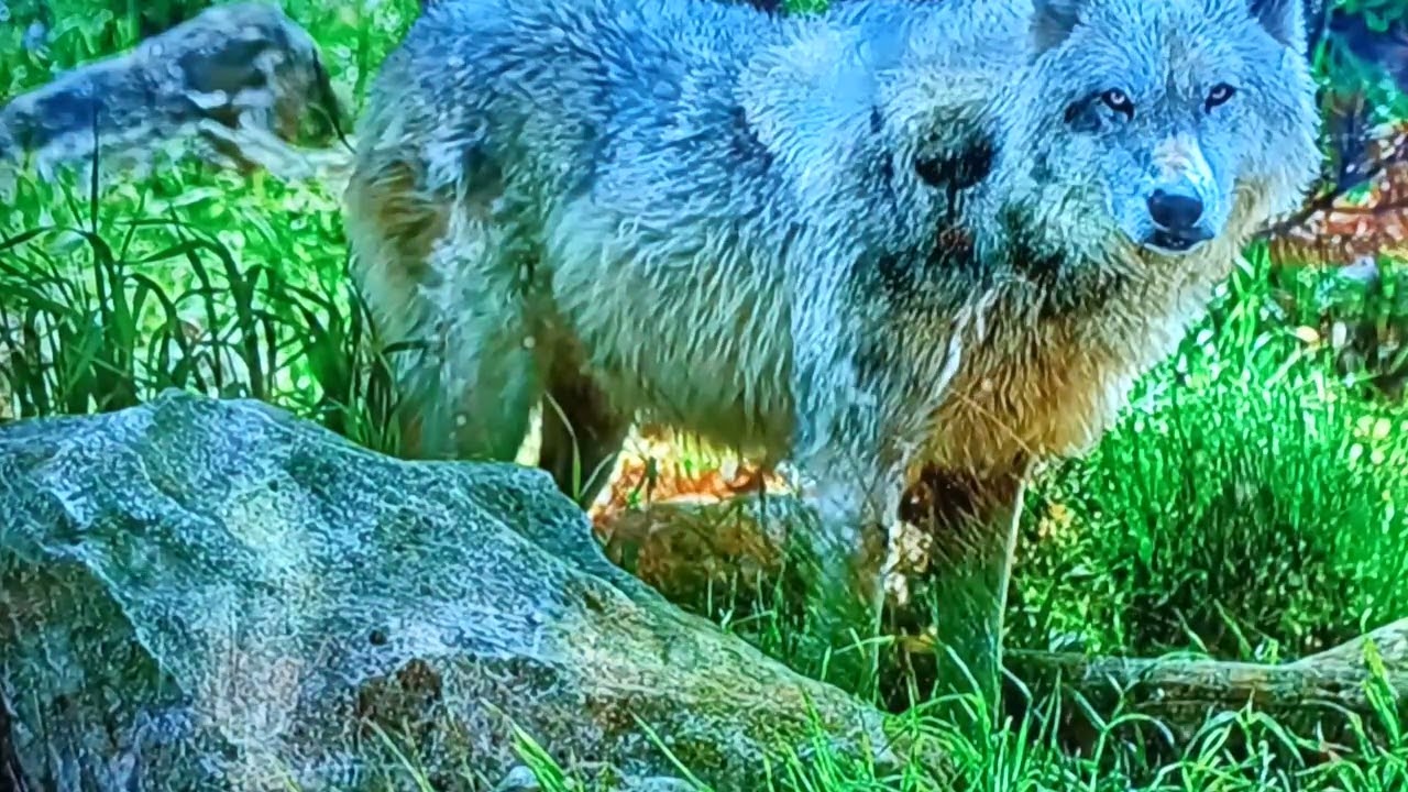 Meditation guidée pour allerger la charge mental et apaiser l'esprit 🍀🧘‍♀️