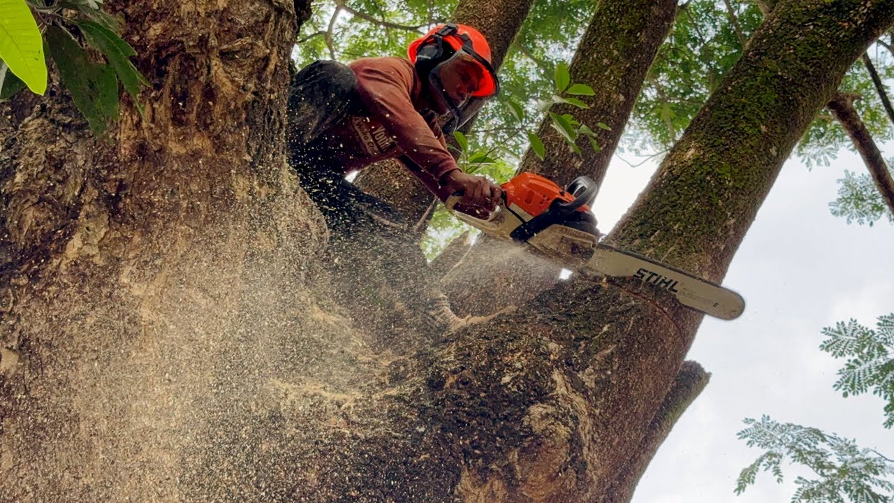 Huge tree felled in heavy rain‼️Intense branch removal.