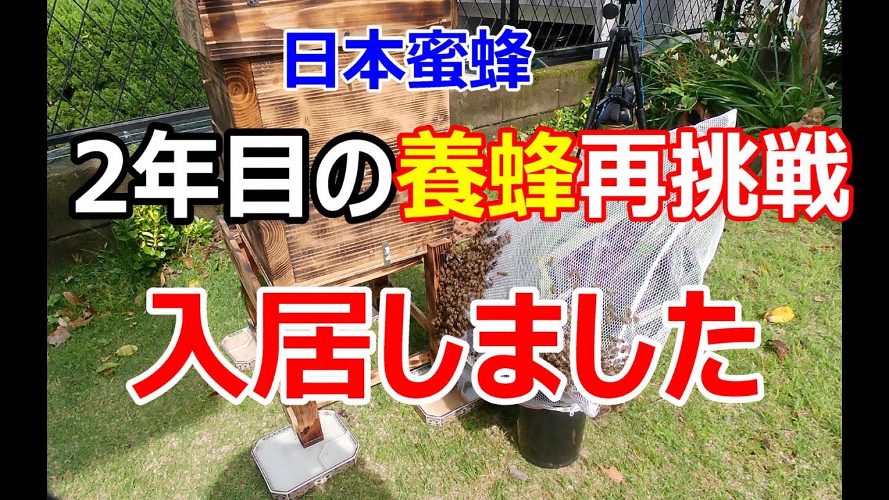 2024年　養蜂再挑戦　日本ミツバチが入居しました #日本蜜蜂　#養蜂　#採蜜　#日本ミツバチ　＃田舎暮らし