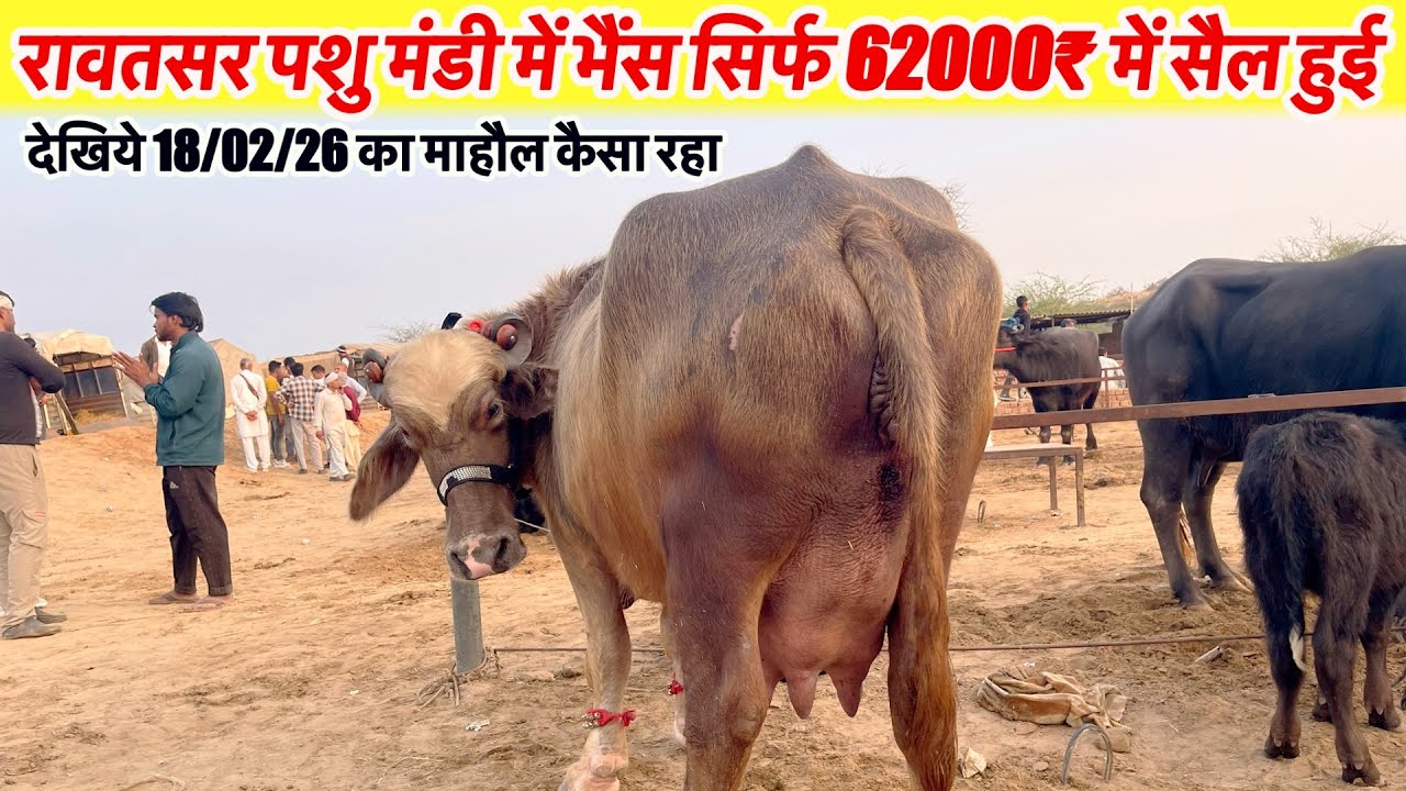 रावतसर पशु मंडी में सिर्फ़ 62000₹ में भैंस सैल हुई देखिये 18/02/26 को माहौल कैसा रहा~Rawatsar News 