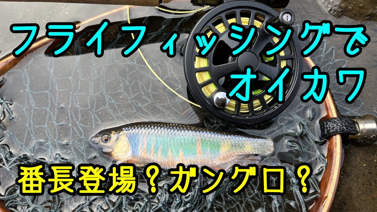 フライフィッシングでオイカワ【ガングロ番長登場】