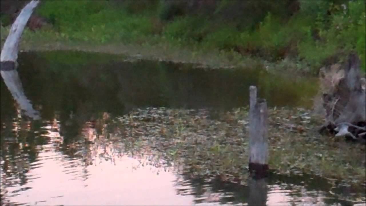 Amazing Topwater Hits (awesome footage)
