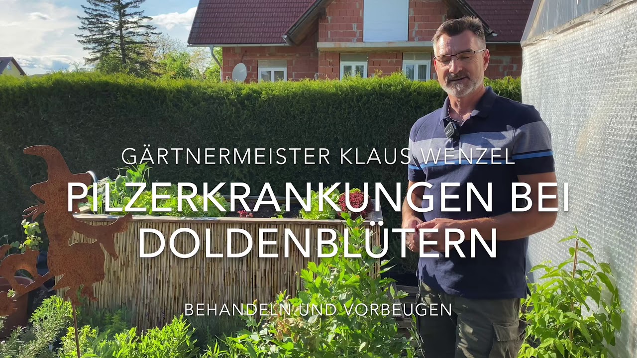 Blattflecken bei Liebstöckel, Petersilie und Sellerie.