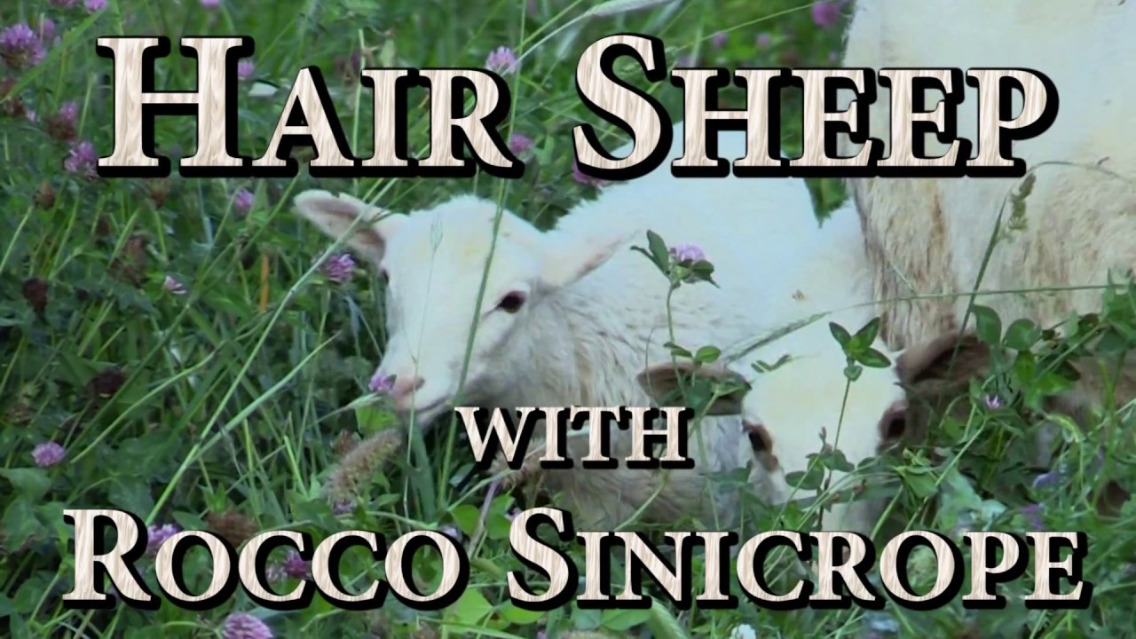 Hair Sheep with Rocco Sinicrope