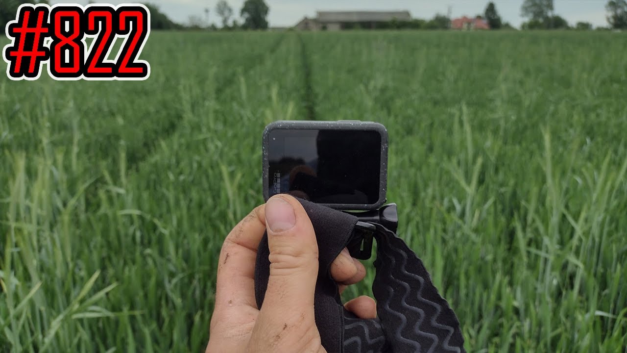 Wgląd na pola pszenicy ozimej 02.06.2025 #822