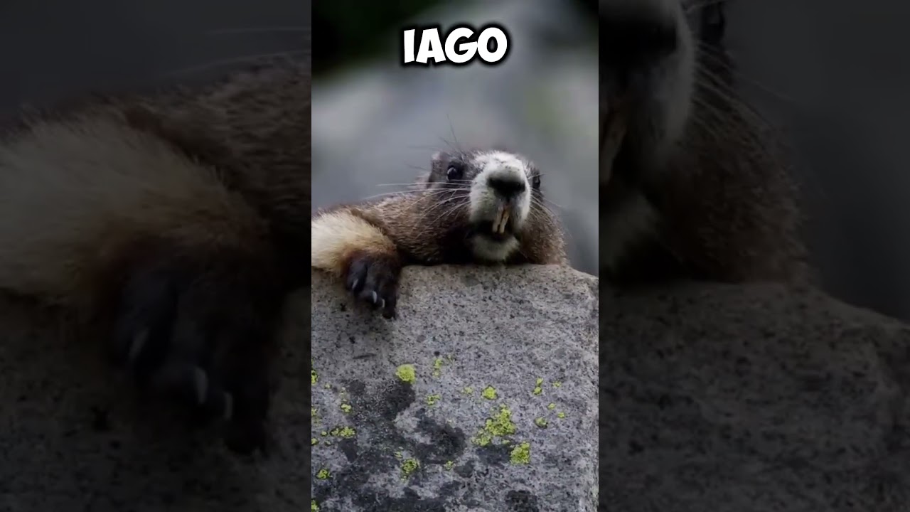marmota gritando iago#shortssprintbrasil  #humor #comedia #familia