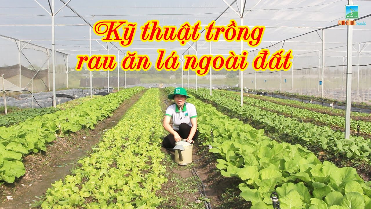 CÁCH TRỒNG RAU ĂN LÁ NGOÀI ĐẤT (Rau cải, Rau muống, Rau đay, Mồng tơi, Xà lách, Rau dền, Tần ô,...)
