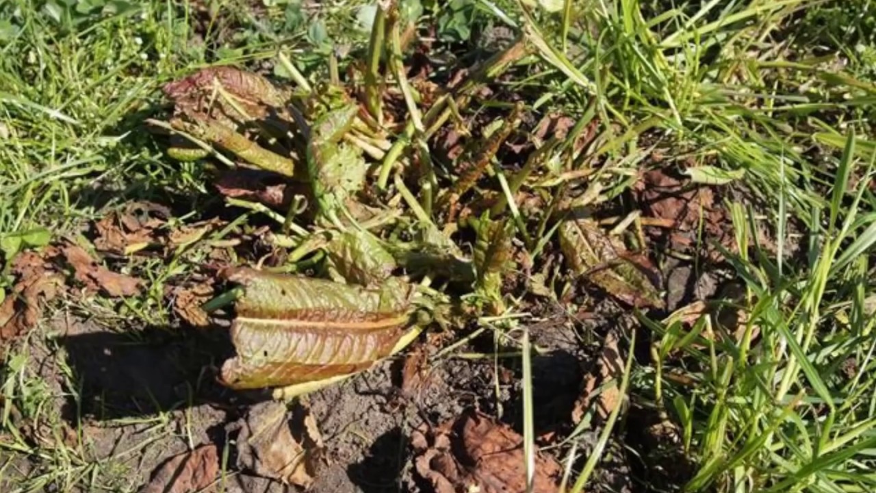 CombCut - Weed control in organic farming