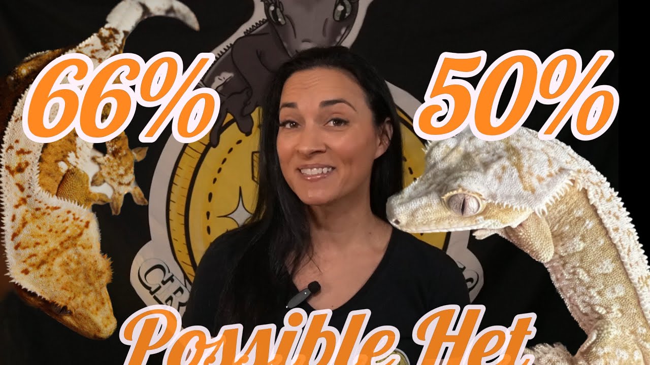 What does 50% & 66% Possible Het Mean?? Crested Gecko & Reptile Genetics Explained with Diagrams