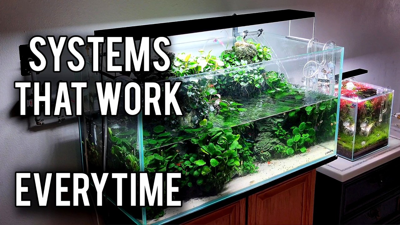 5 Lazy Tips For A Healthy Aquarium (Work Smarter Not Harder)