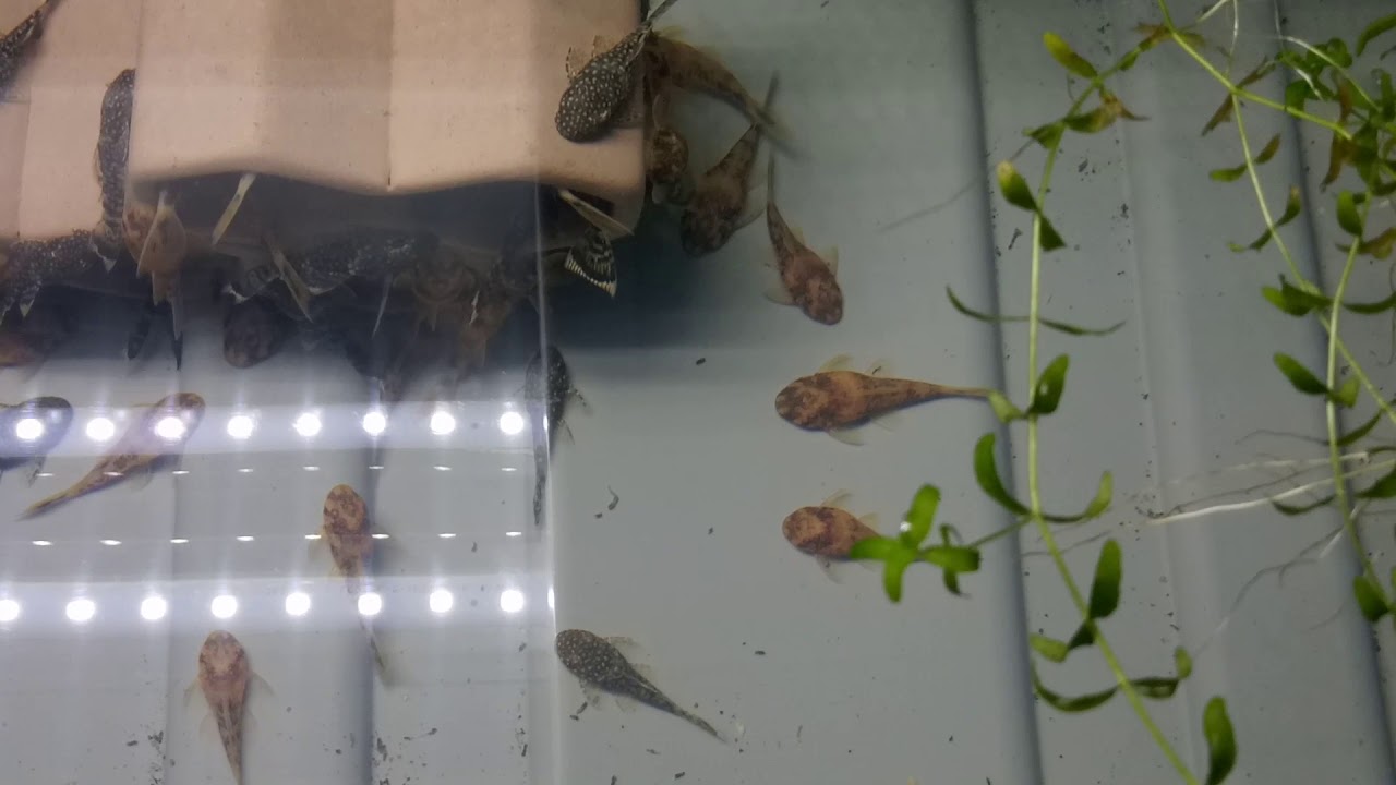 Calico bristlenose pleco
