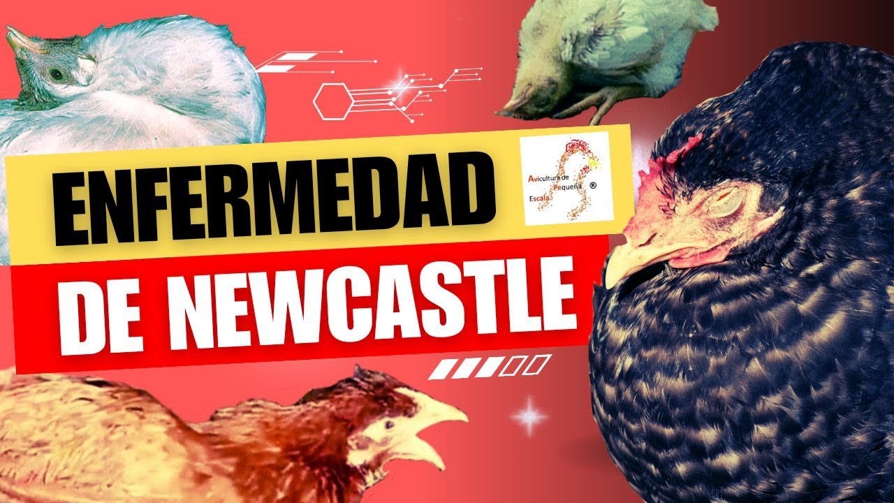 Enfermedad de Newcastle: Síntomas, Transmisión y Cómo Proteger a tus Aves.