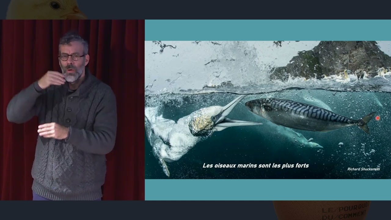 👋 Interprète FR-LSF - Les discrètes. Rêves de tortues marines - David Grémillet