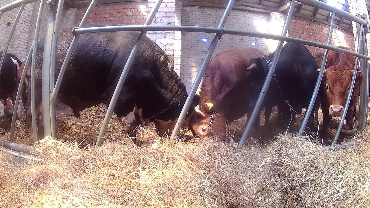 Bydło Mięsne | Obora ze Stodoły | Przyrosty i Żywienie