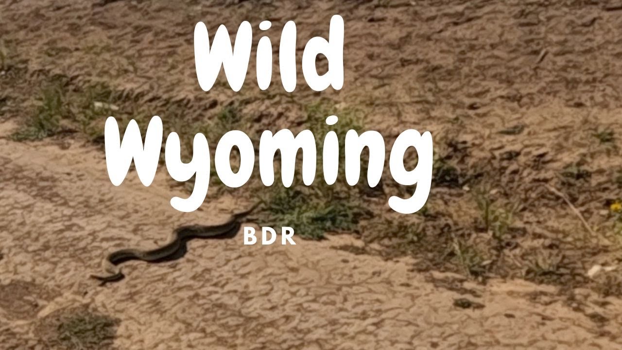 Snakes & Moose Wyoming BDR