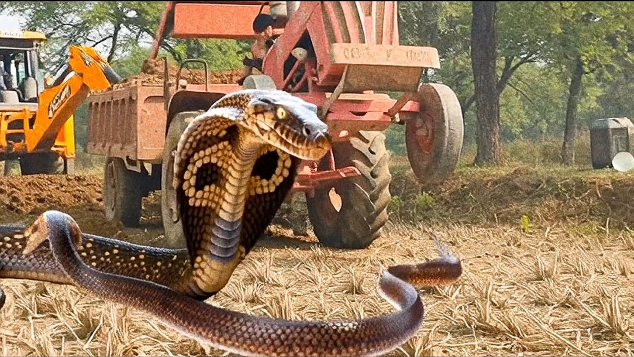 Jcb Snake Eggs🥚 Loading Mahindra 275Di Tractor | Indo Farm Tractor | Two Snake On The Road