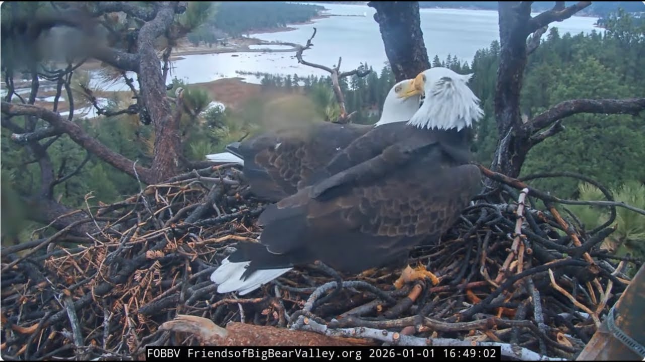 January 1st storm, Jackie and Shadow's short evening visit to the nest 2026 @FOBBVCAM