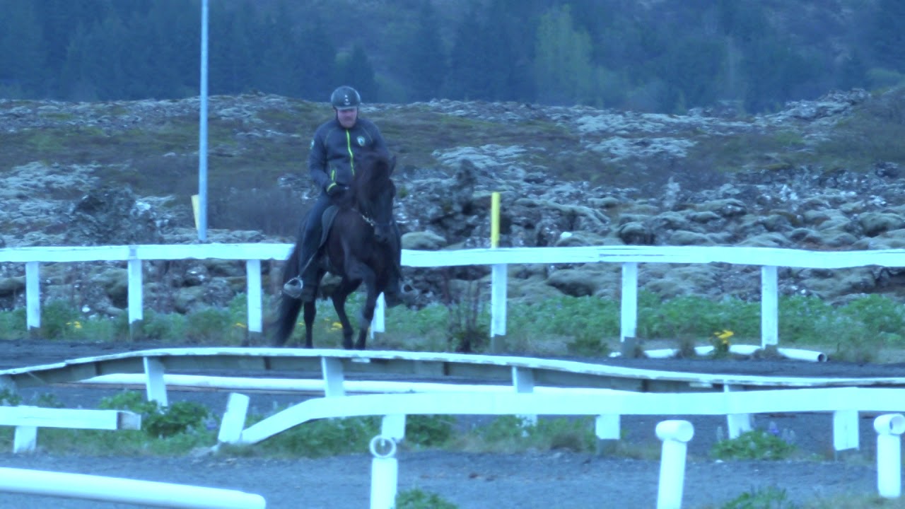 IS2012188158 Apollo frá Haukholtum