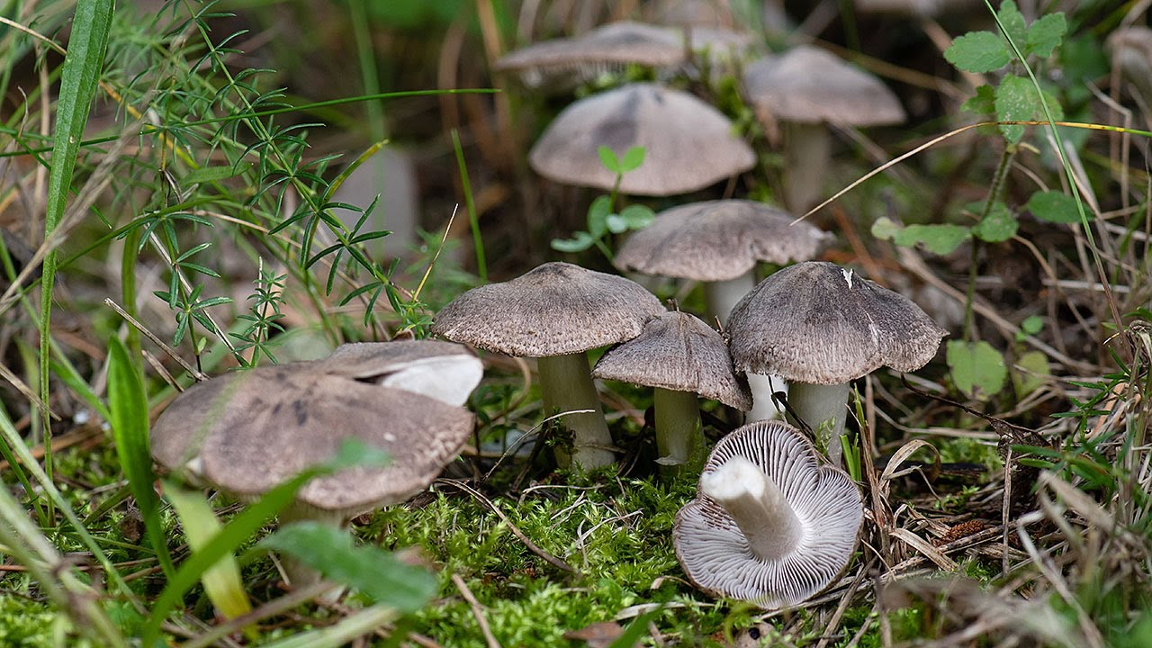 Gąska ziemistoblaszkowa (Tricholoma terreum)