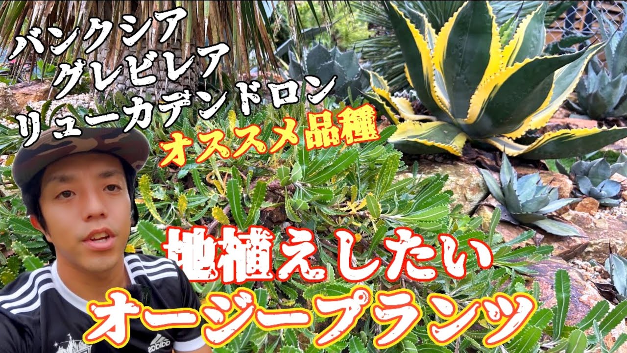 【オージープランツ】ドライガーデンに合わせてもかっこいい地植えにオススメできる品種を紹介！