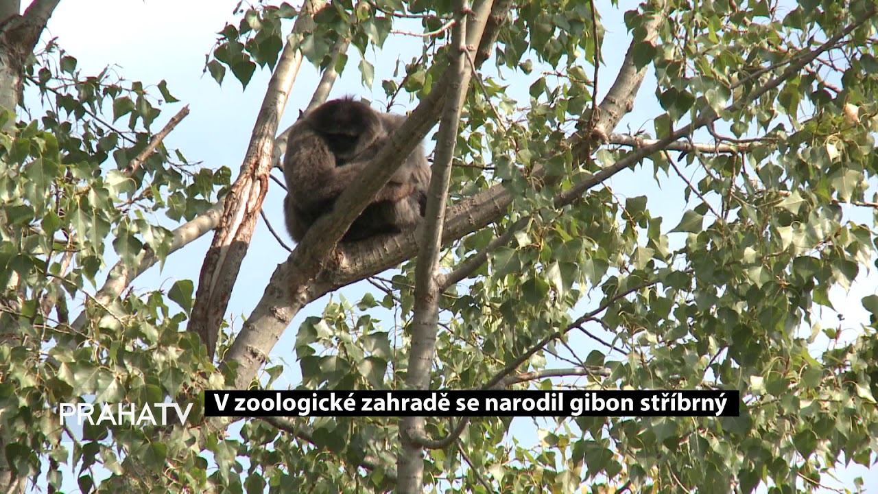 V zoologické zahradě se narodil gibon stříbrný