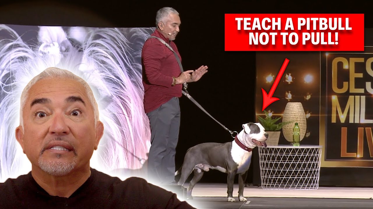 This Pitbull Loves To Pull On His Leash! | Live Dog Demos
