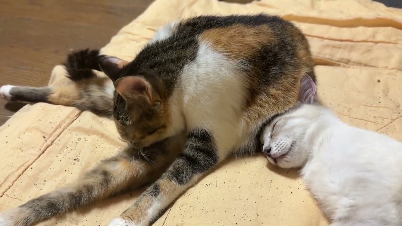 キジシロのルル「三毛猫ミックスに寄り添ってもらえて。羨ましいな。シャムの雫」