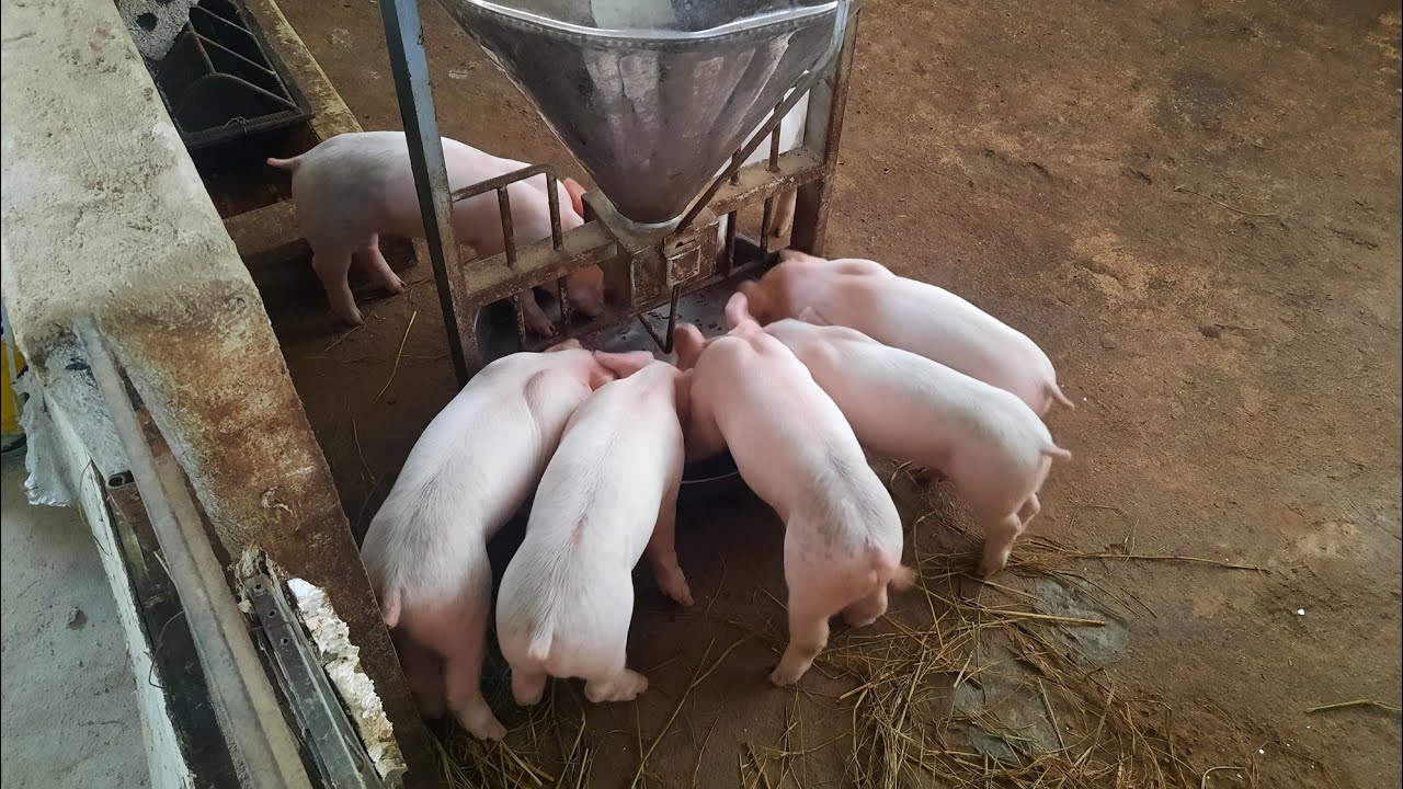 cách chăm sóc lợn con sau cai sữa không bị tiêu chảy