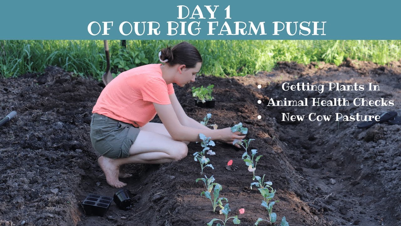 Farm Push Day 1 - Animal Health Checks, New Pasture & Finishing The Garden