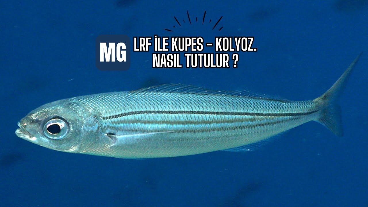 LRF KUPES - KOLYOZ AVI !!! MARMARANIN EN PARLAK AYINDAYIZ !!!