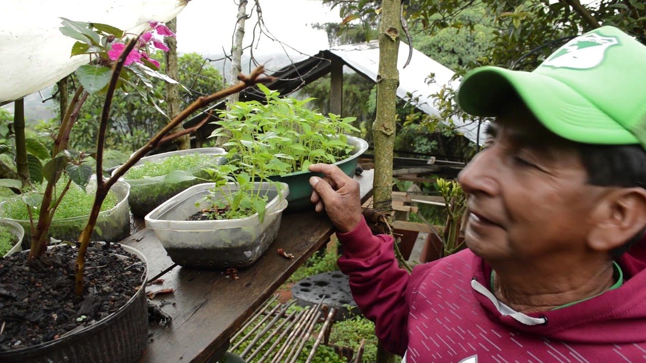 INDÍGENAS NASA FABRICAN SUS PROPIOS MEDICAMENTOS CON PLANTAS MEDICINALES