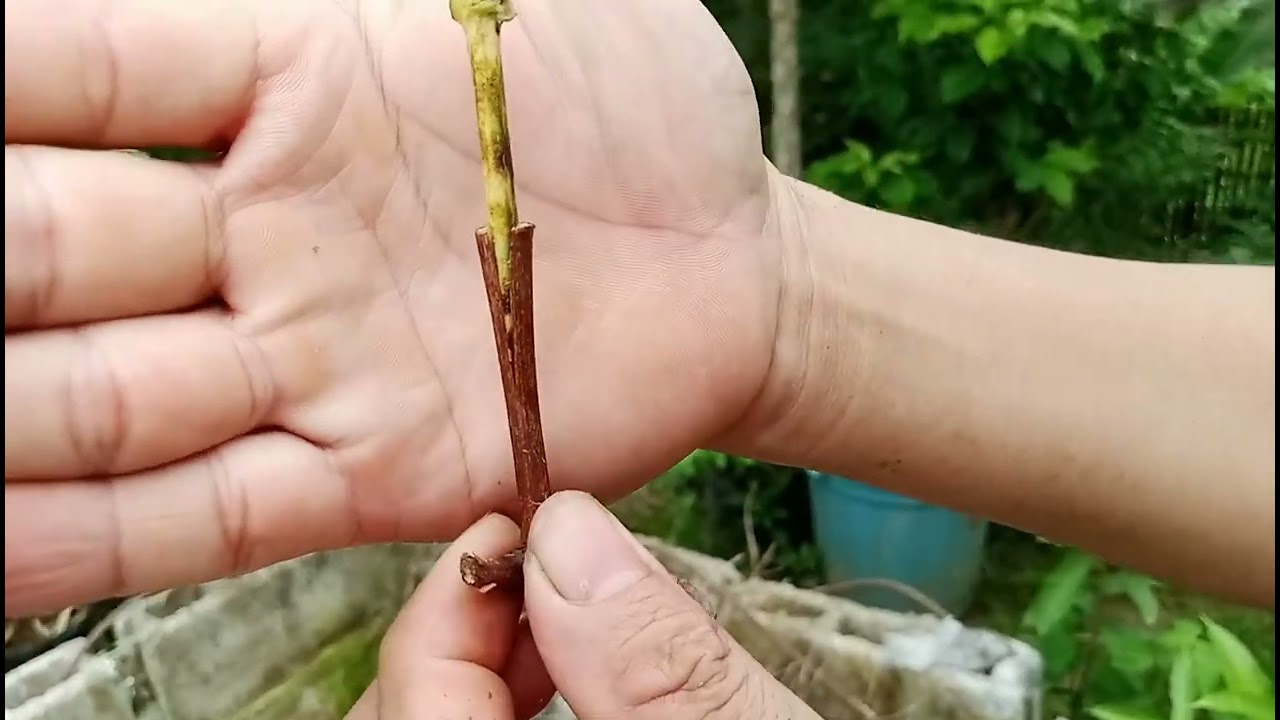 HOW TO GRAFT GRAPES|PAANO MAG GRAFT NG SANGA NG UBAS #grafting#graftingteqnique#graftingmethod