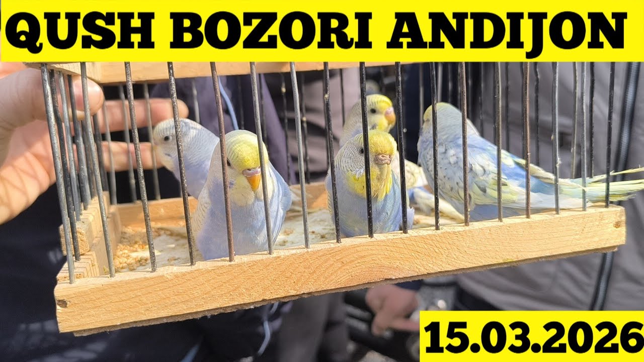 QUSH BOZORI ANDIJON 15.03.2026