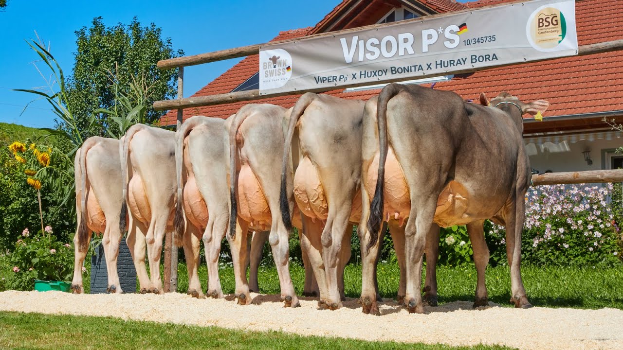 German Dairy Show 2021: BSG VISOR P*S Brown Swiss/Braunvieh Nachzuchtgruppe