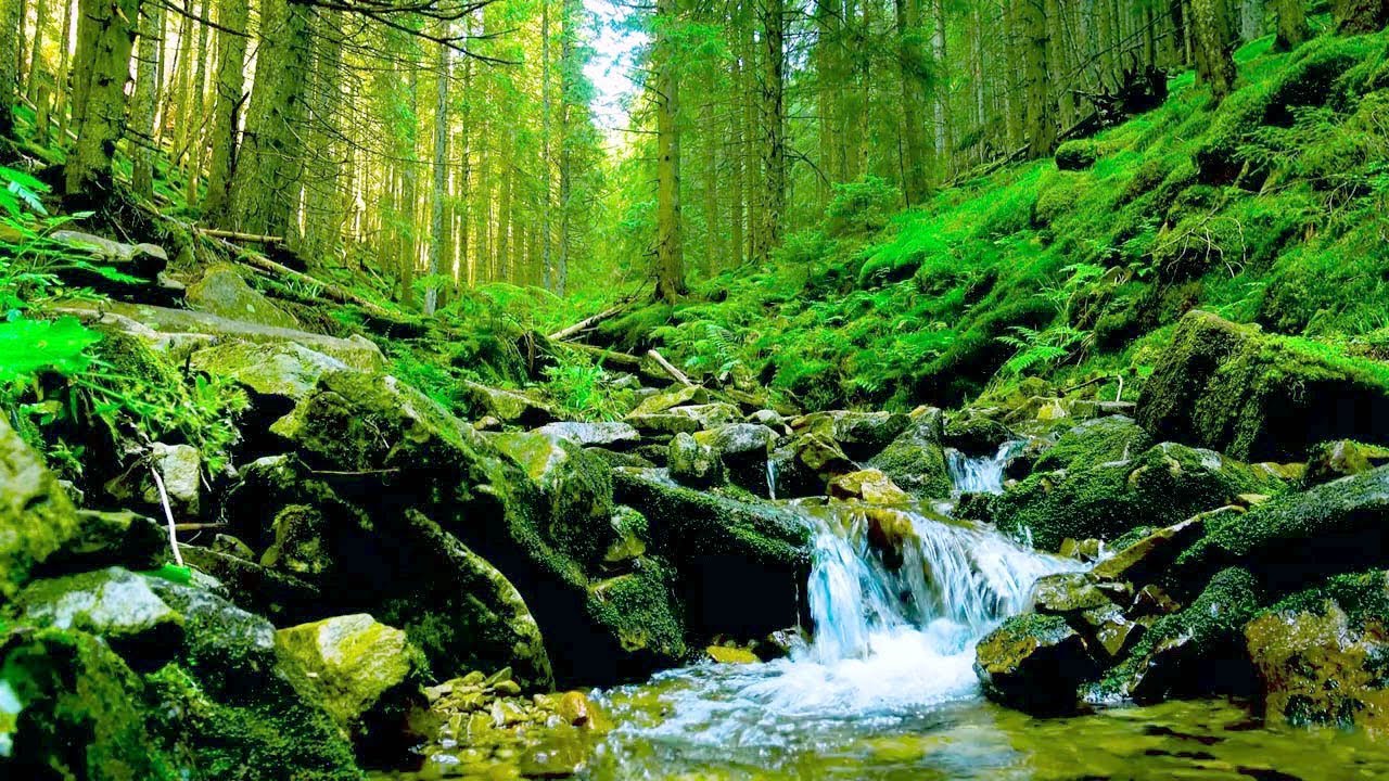 Calm Woodland Stream with Beautiful Birdsong, Relax and Unwind, ASMR