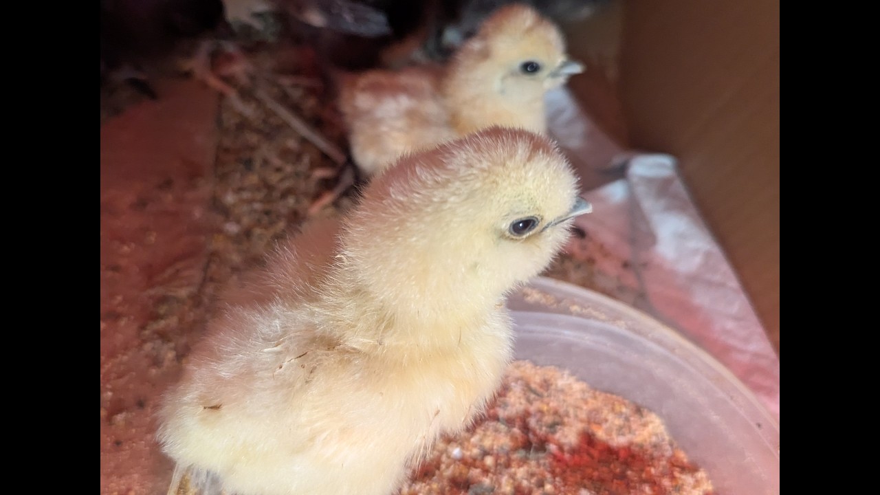 First Hours with Baby Chicks/Erste Stunden mit Küken/Premières Heures avec Poussins