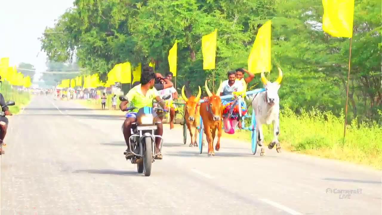 live திம்மநாதபுரம் பூஞ்சிட்டு 2-ம் சுற்று