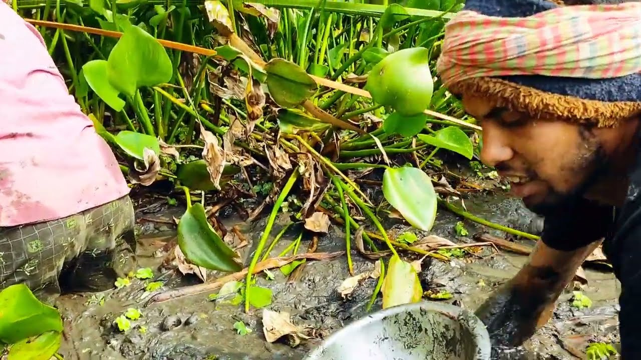 বেতি বনে কাদা পেড়িতে শিং মাছ ধরার কৌশল 