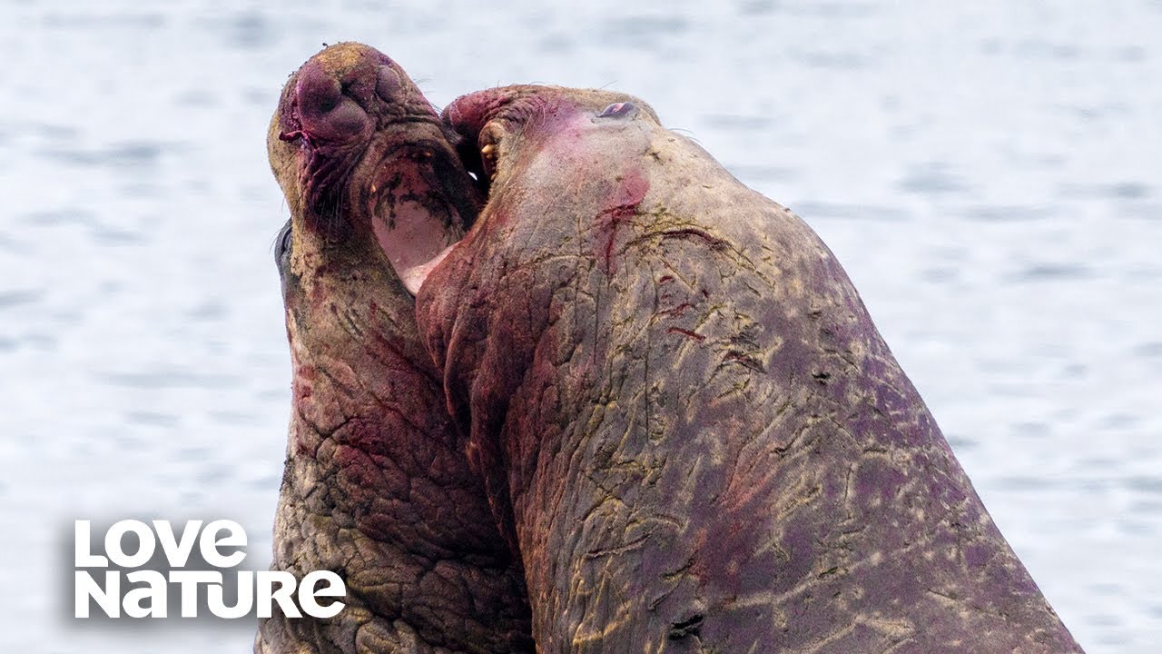 A Blubbery Battle: Elephant Seal vs. Elephant Seal