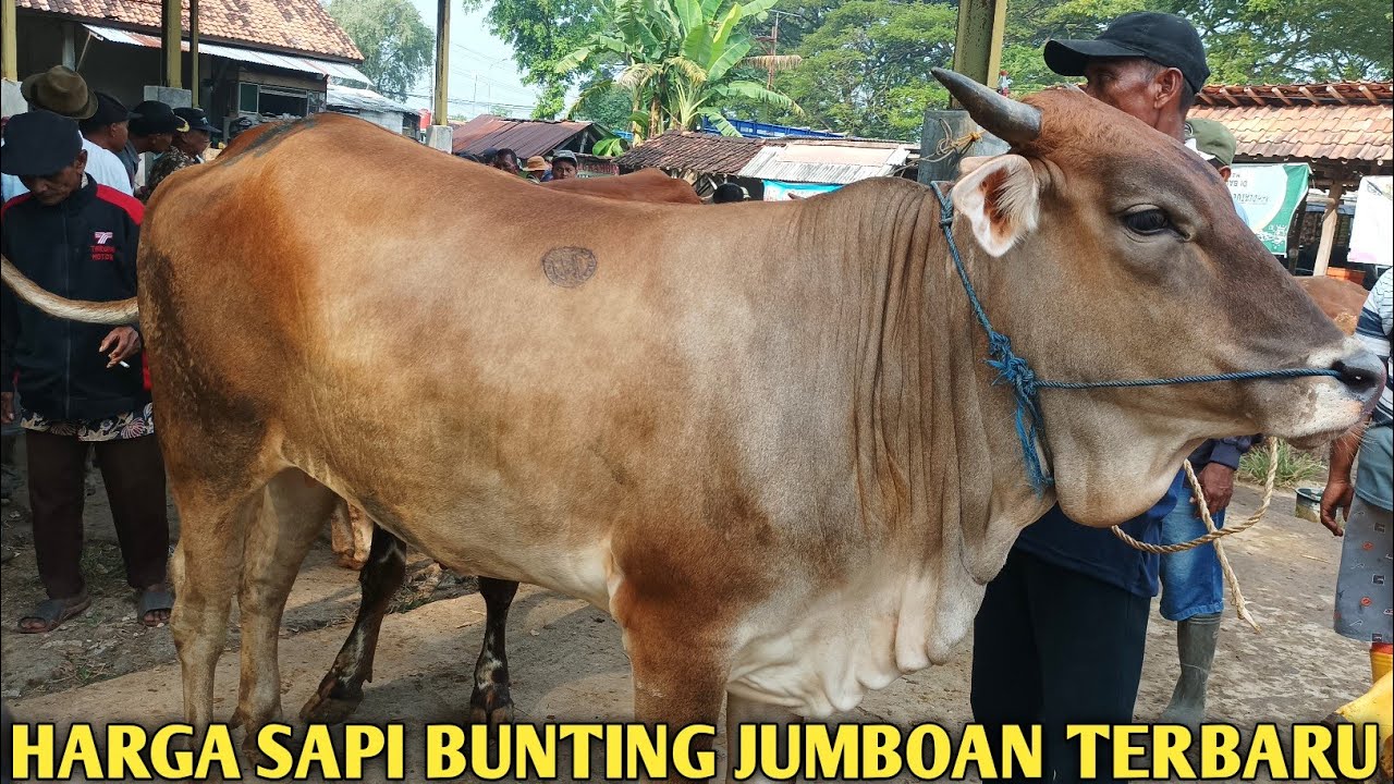 BUNTING‼️HARGA TERBARU SAPI BUNTING JUMBOAN SIAPAN BREDING,BIKIN NGILER HARGA MURAH,HARGA SAPI BABON