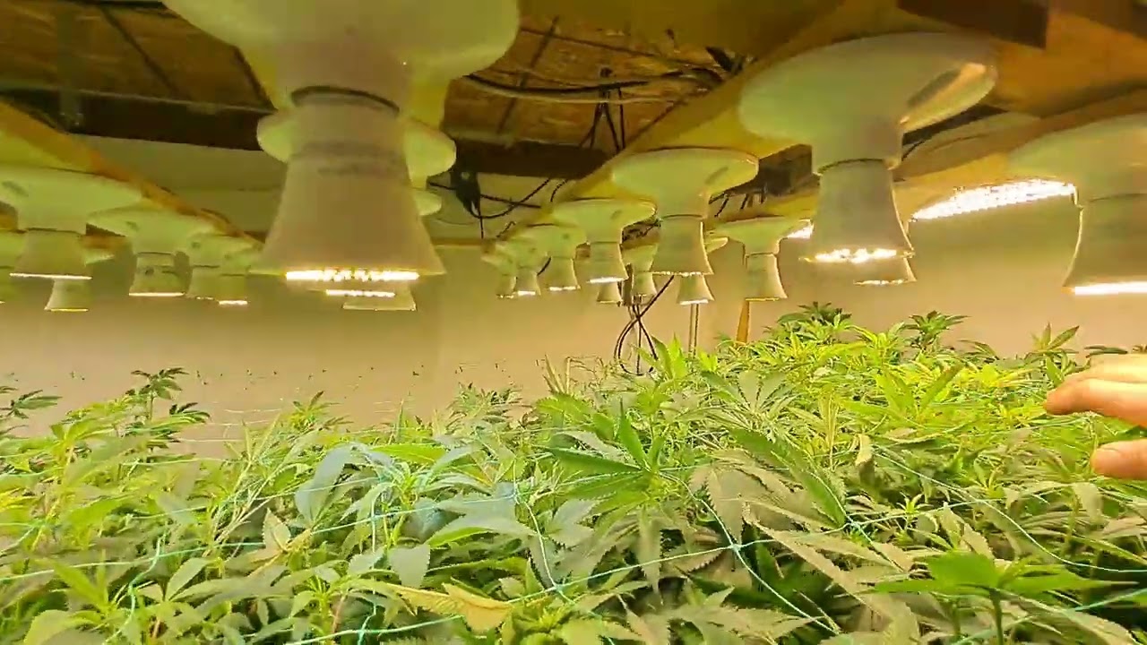 supercropped start week 2