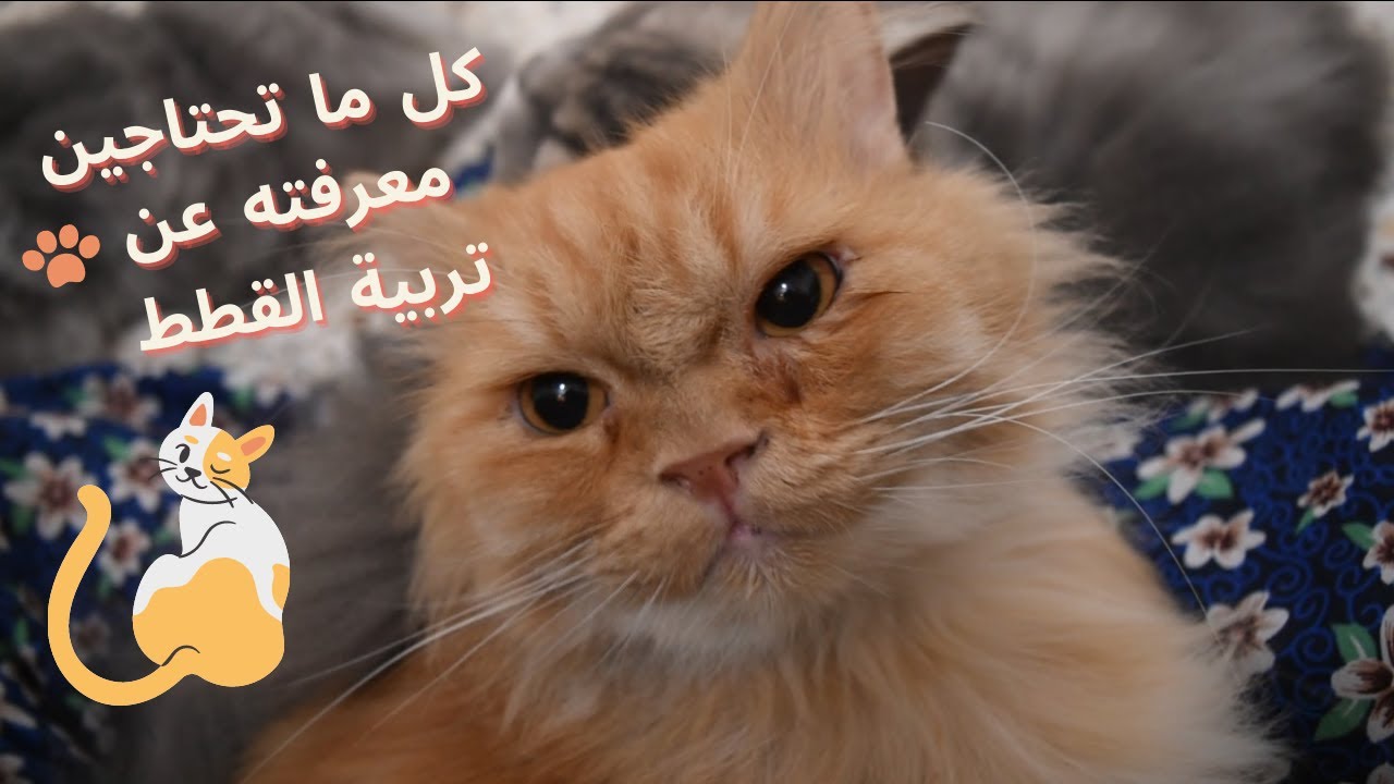 تبى تقتني قطة ؟ كل ما تحتاجين معرفته الجزء الأول | هانية محمد
