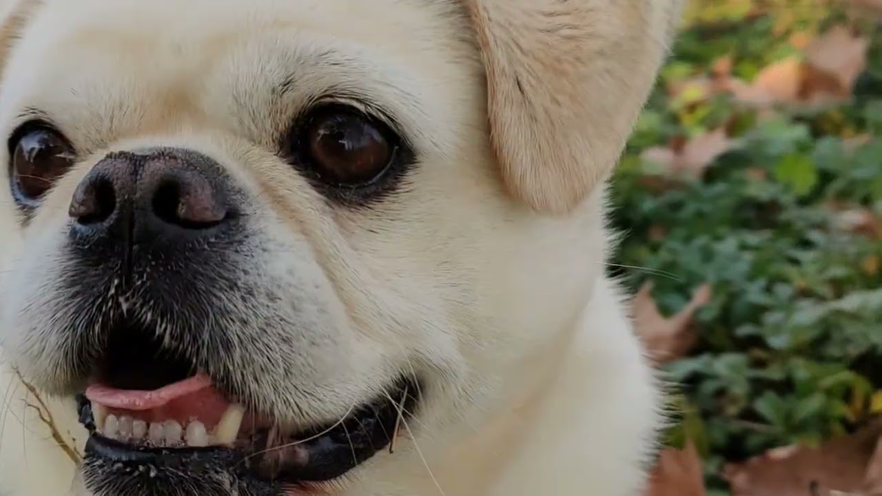 Ep.1 il mio simpatico cane, 