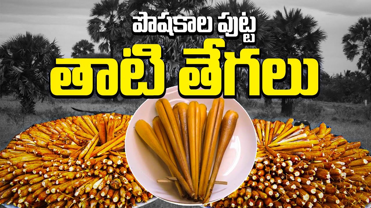తాతల నాటి తాటి తేగలు | Health Benefits Palm Sprouts - Tegalu | Tender Palm Shoots in Telugu