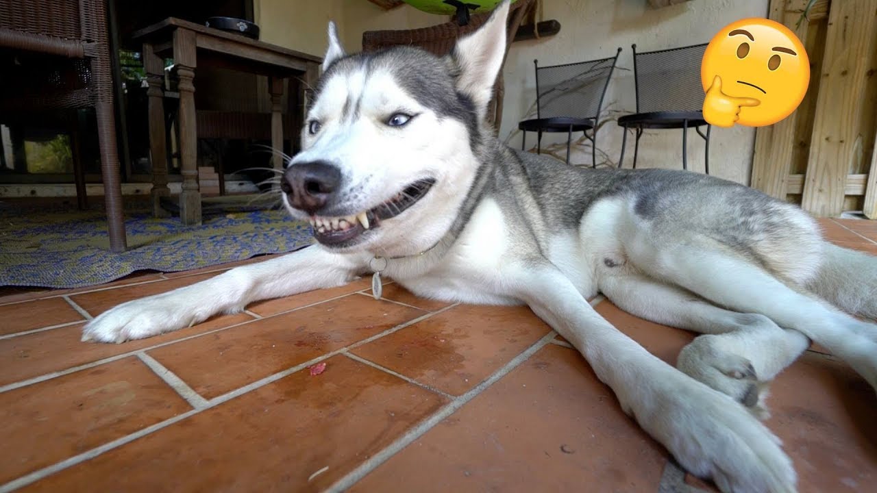 This is Oddly Satisfying.. (ASMR)