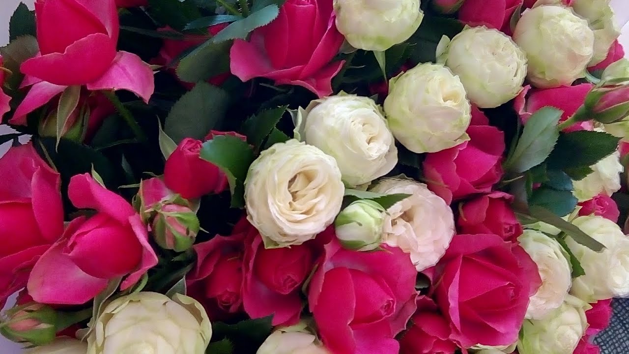 The Most Beautiful Flowers in Ukraine: Tulips, Lilies & Roses 🌺 Flower Time-lapse & Photography