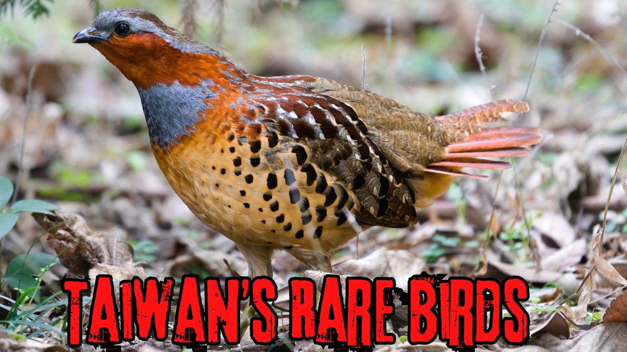 Birds of Taiwan – 15 Rare Species Found Nowhere Else