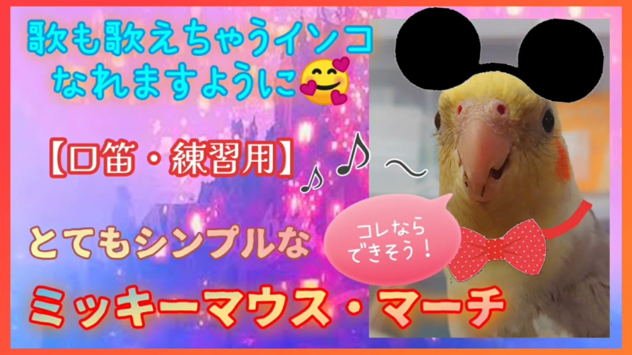 【30分 とてもシンプルなミッキーマウスマーチ 】 Very Simple Mickey Mouse March💕cockatiel training whistle💕概要欄みてね🐤💗