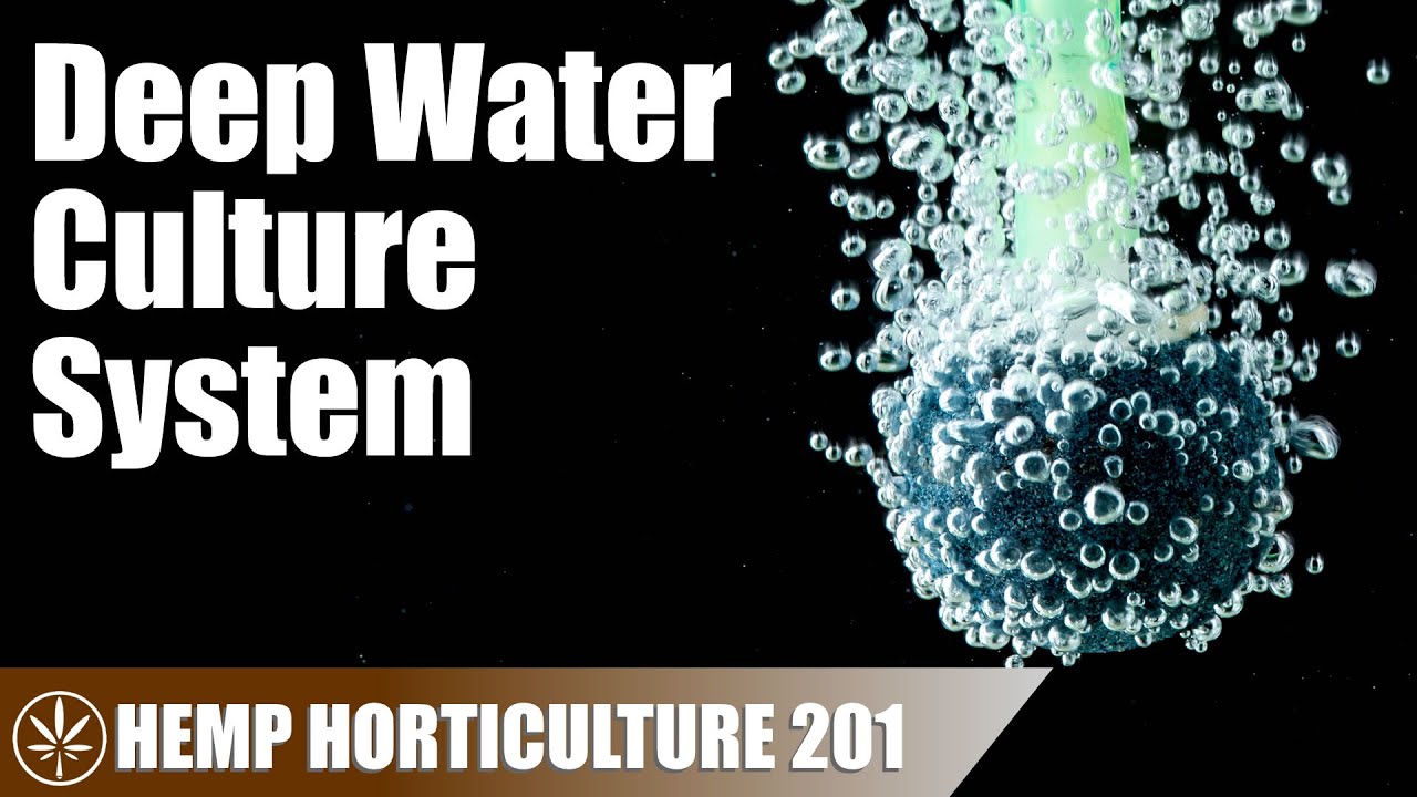 Growing Hemp With A Deep Water Culture (DWC) System