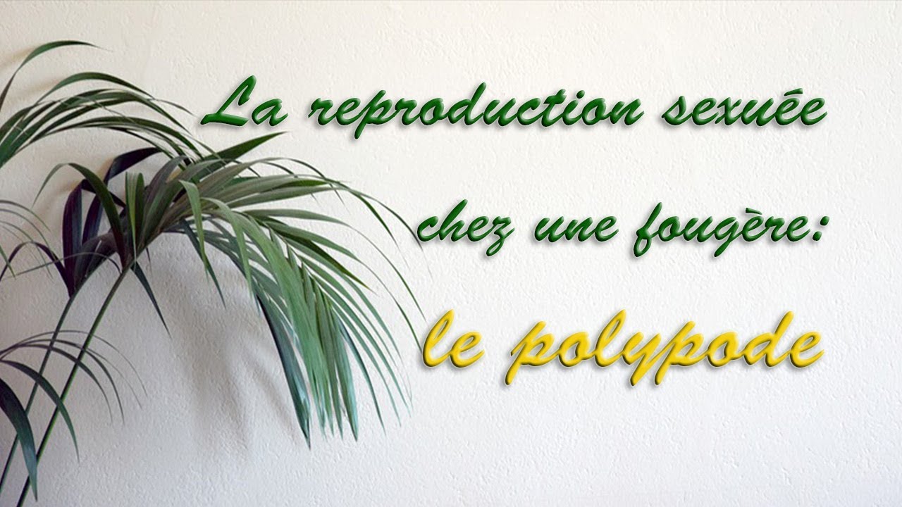 La reproduction sexuée chez une fougère